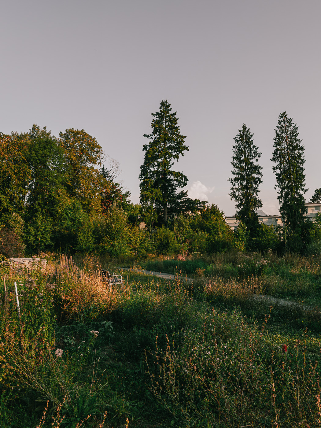 Schmale Wege durch den naturnahen Kapuzinergarten in Luzern