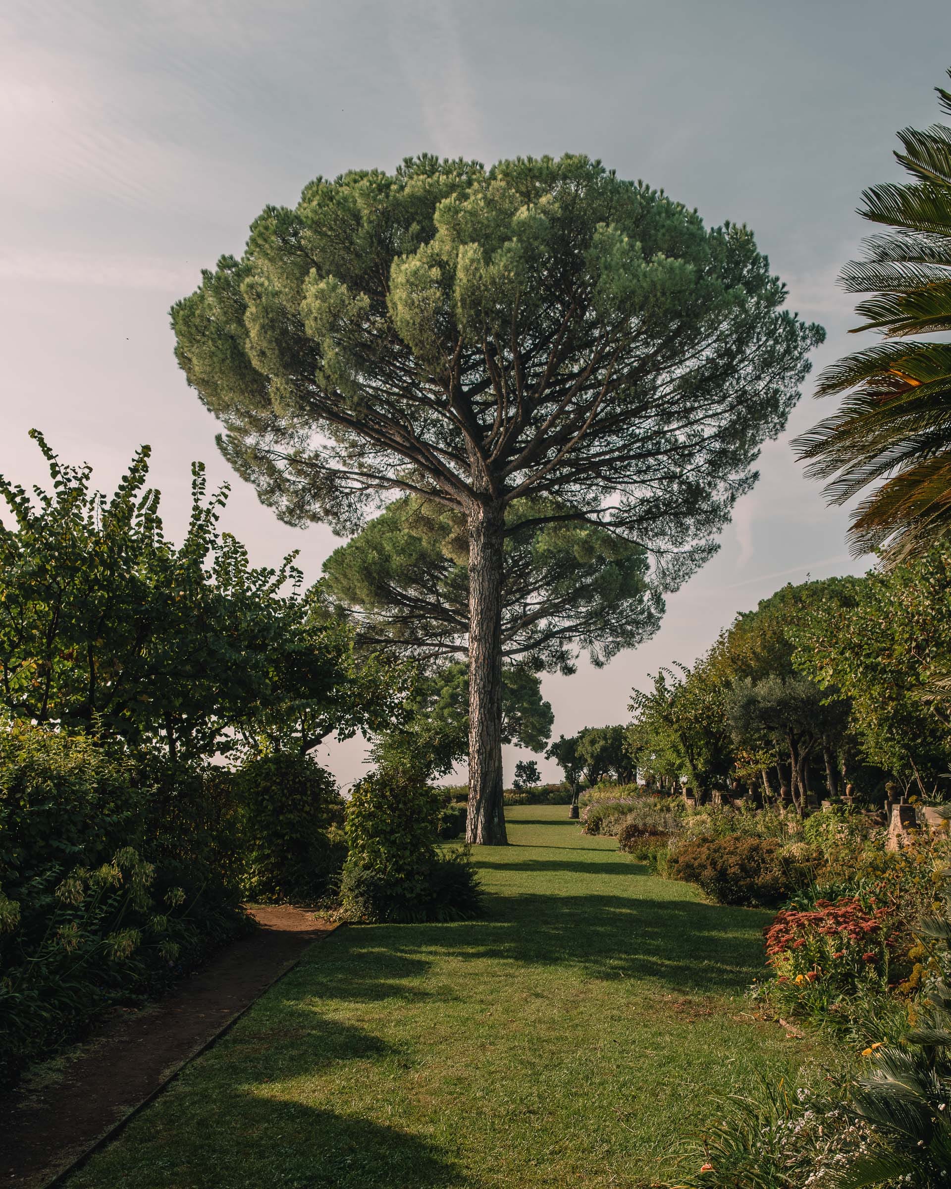 Monumentale Schirmkiefer über einer langgestreckten Rasenfläche in Ravello